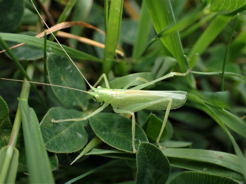 Oak Bush-cricket | NatureSpot