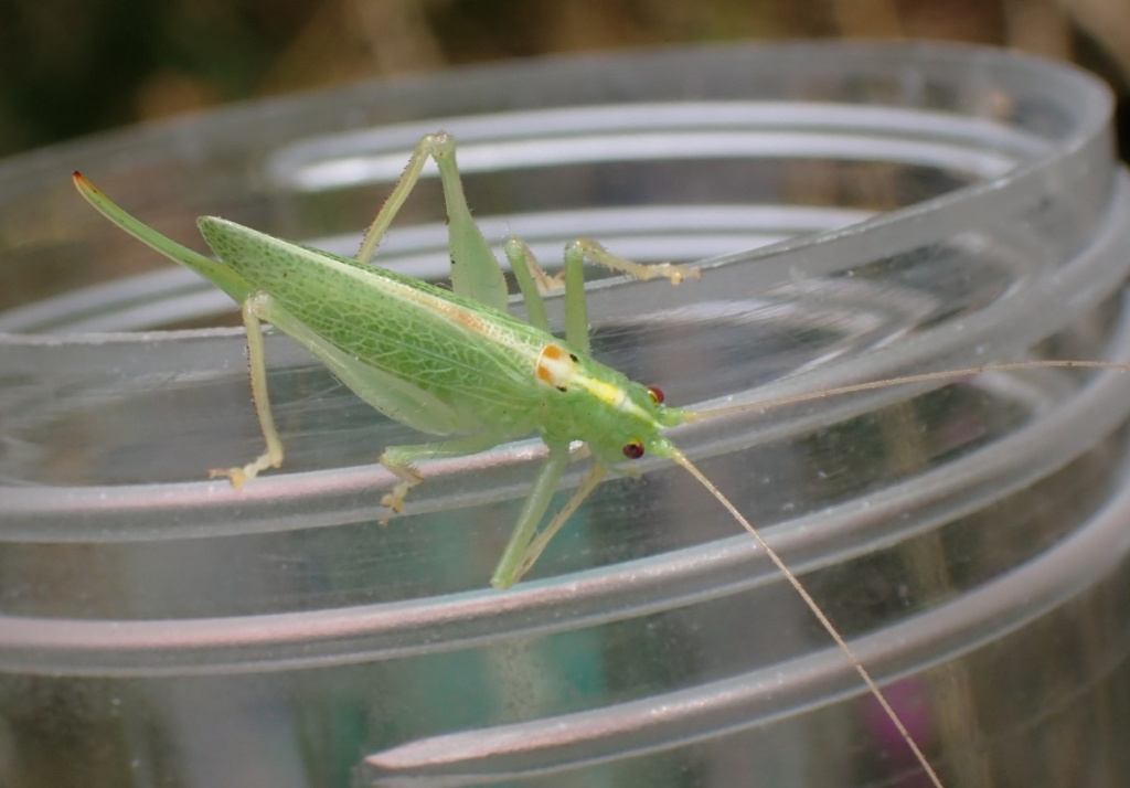 Oak Bush-cricket | NatureSpot