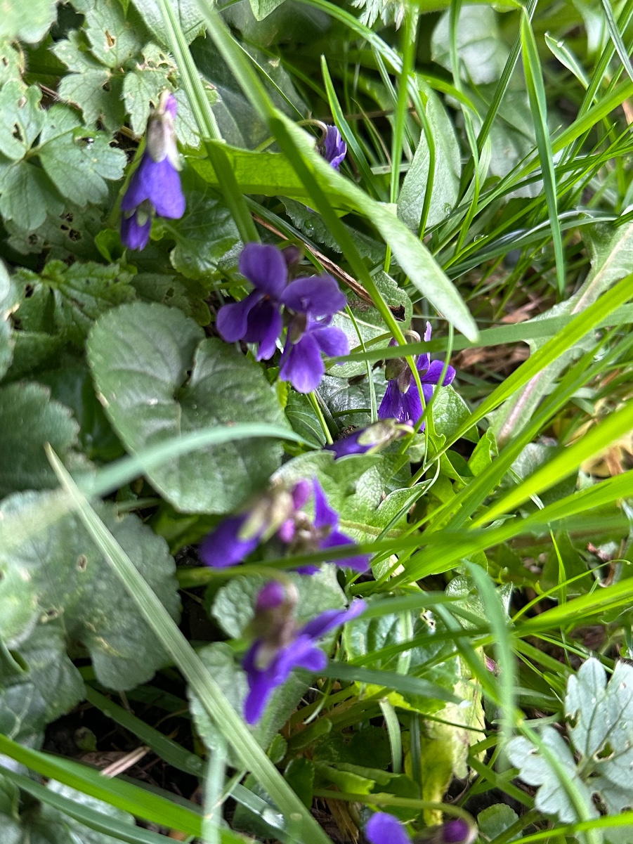 Types Of Wild Violets Uk