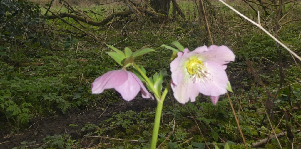 Lenten-rose | NatureSpot
