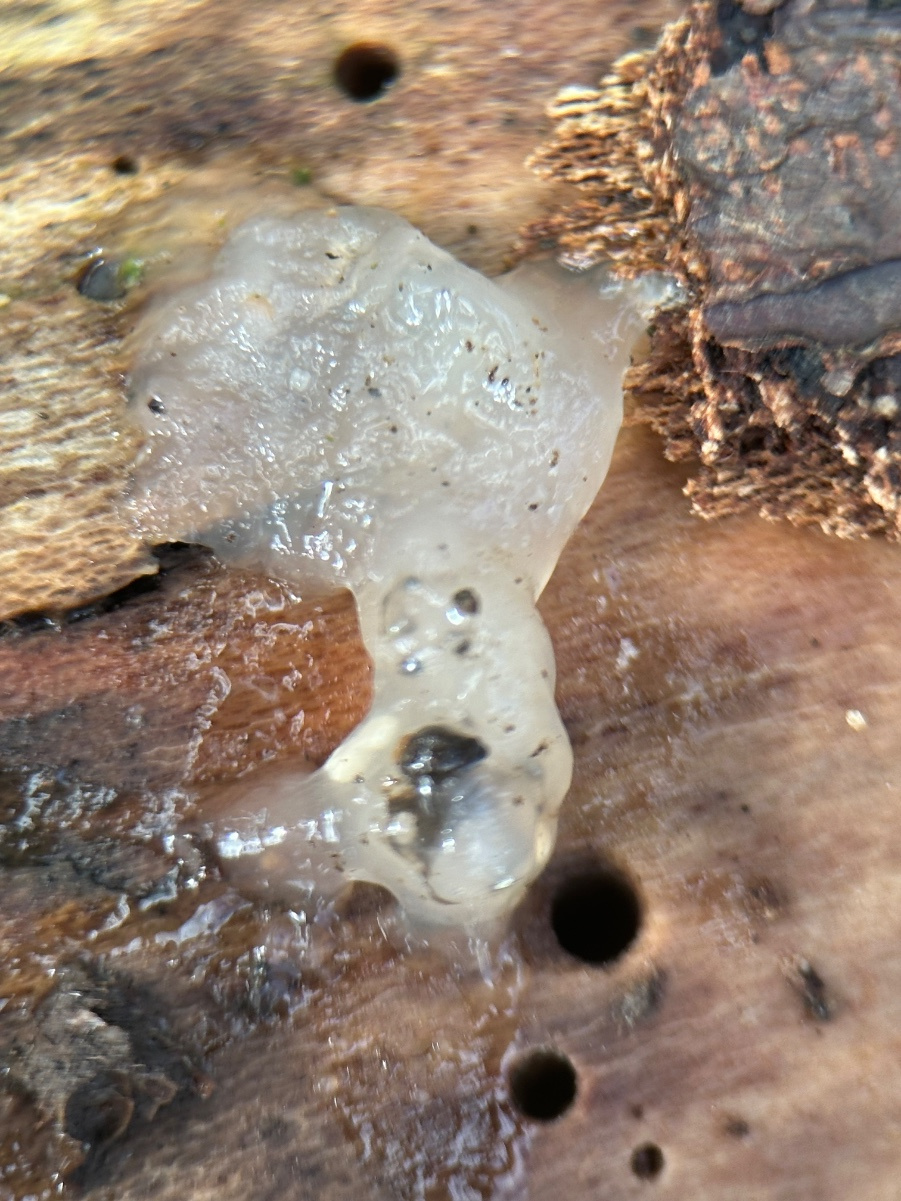 Crystal Brain Fungus | NatureSpot