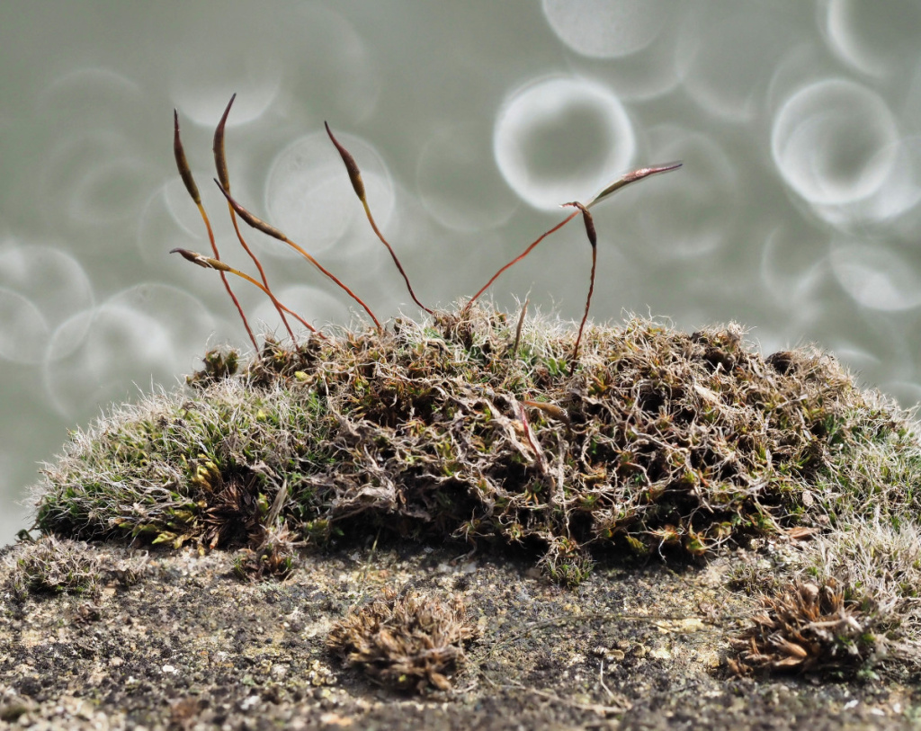 GIRUVI 「Grow on the Wall」Gracilius Wall Screw-moss | NatureSpot