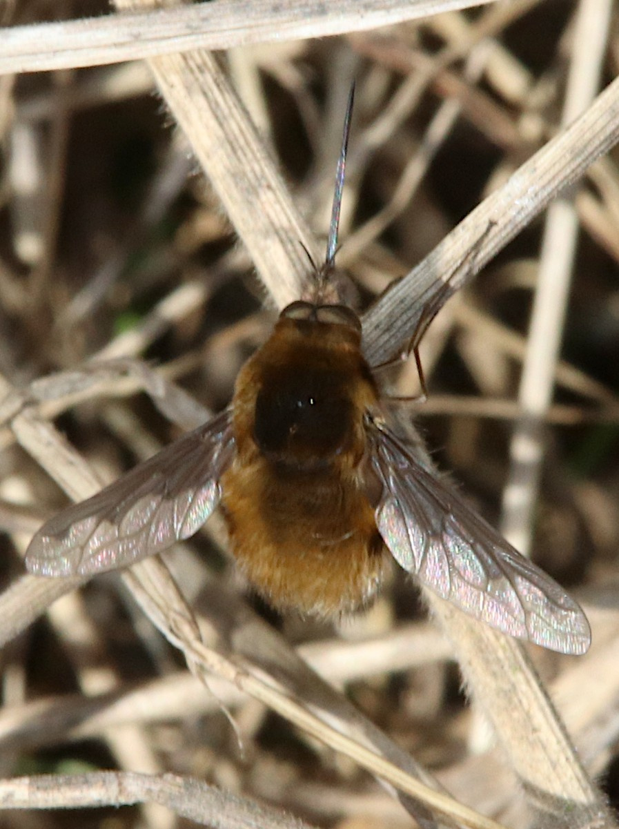 Forge Fly Insect Brown Furry Flying Insect