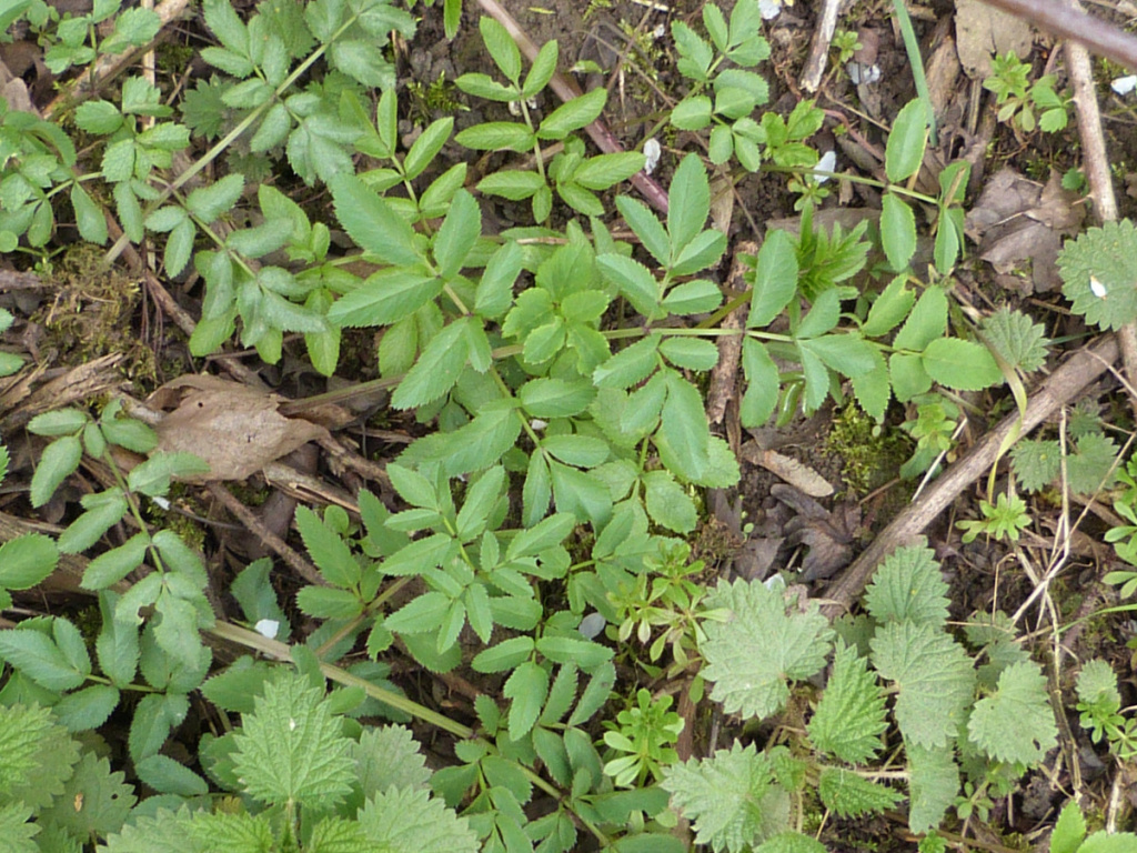 Wild Angelica | NatureSpot