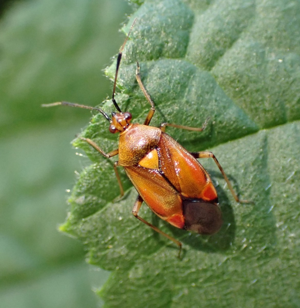 Red Bug | NatureSpot