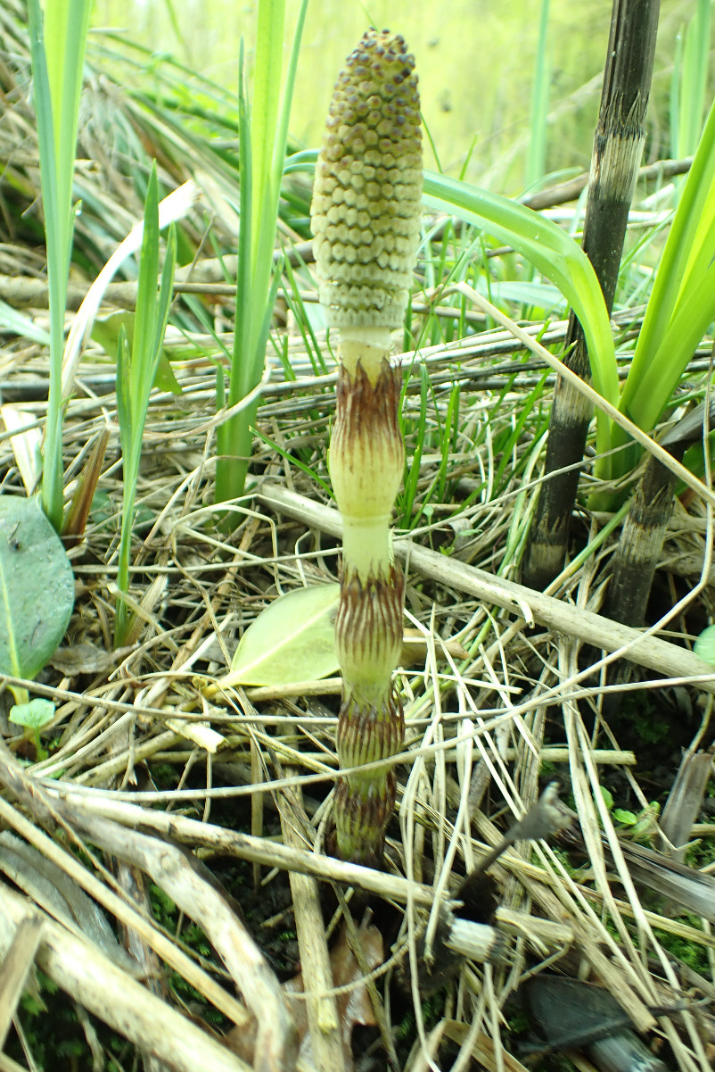 Great Horsetail | NatureSpot