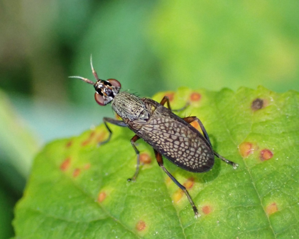 Coremacera marginata | NatureSpot