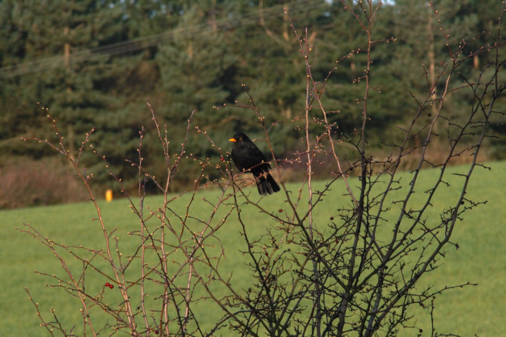 Blackbird | NatureSpot