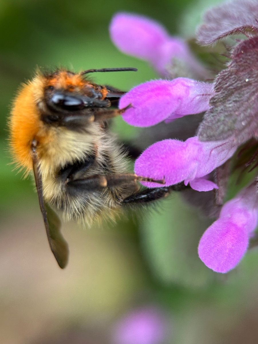 Red Carder Bee