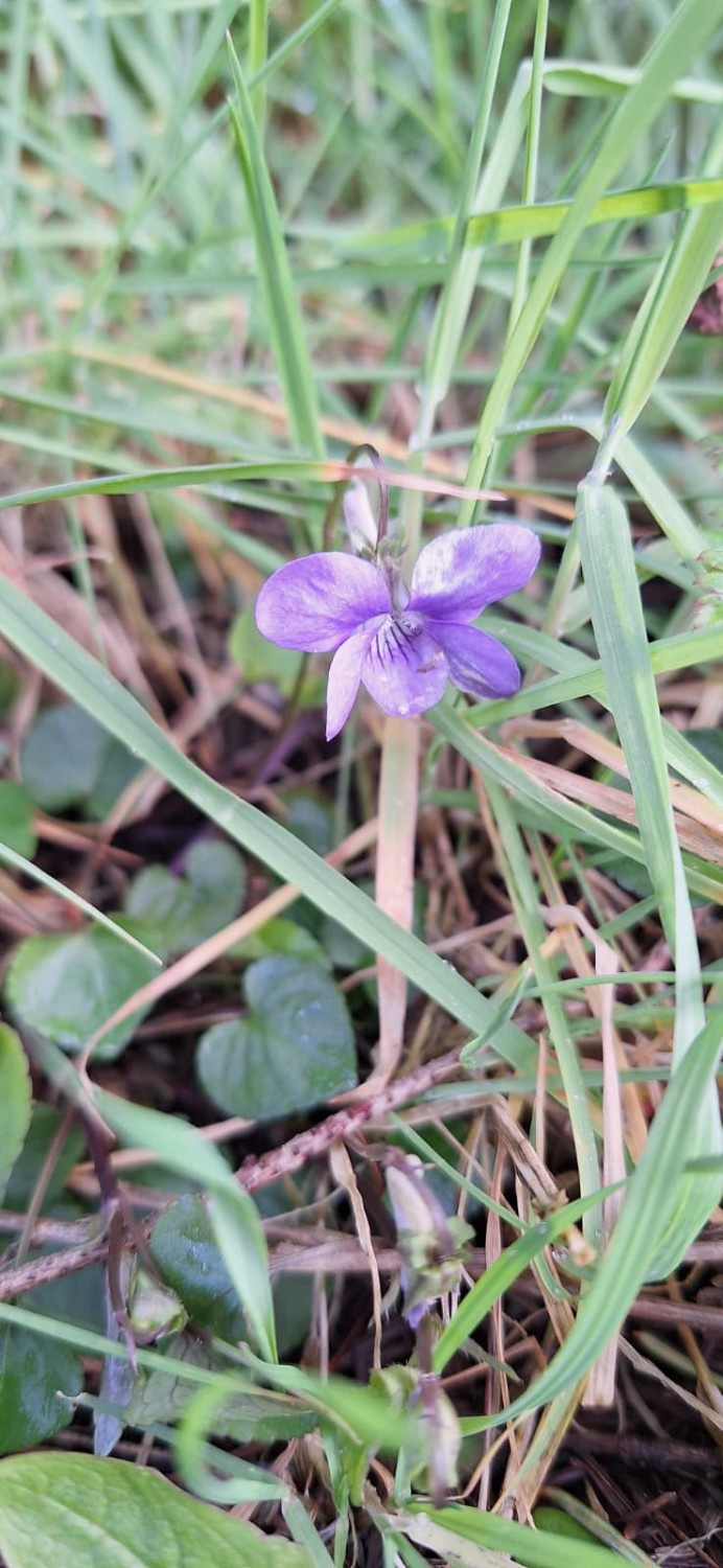 Viola Riviniana Rhs Record of Viola riviniana