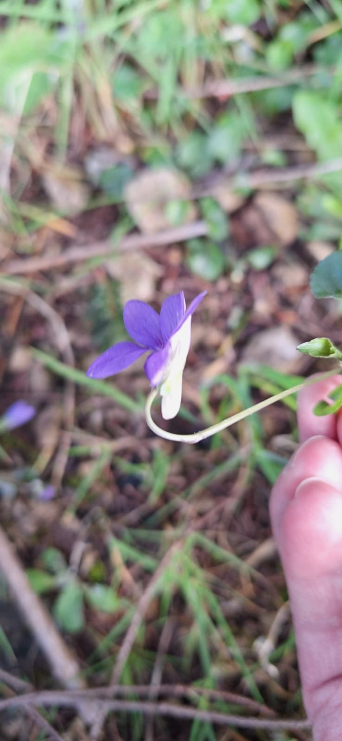 Viola Riviniana Rhs Record of Viola riviniana