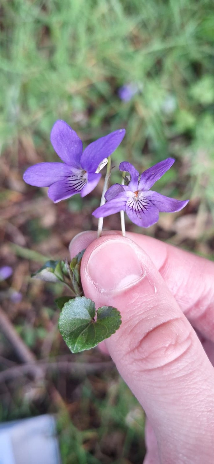 Viola Riviniana Rhs Record of Viola riviniana