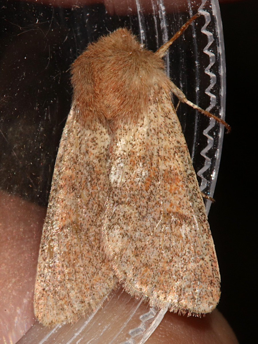 LOWER DIFINITION 「moths」 Blossom Underwing | NatureSpot