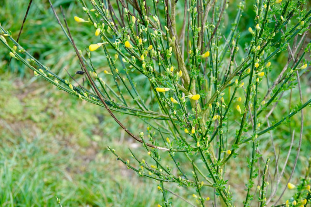 Broom | NatureSpot