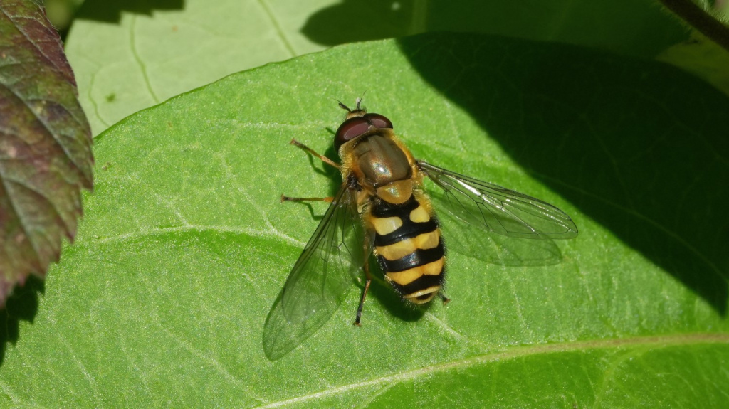 Bee Sysiphus Record of Syrphus