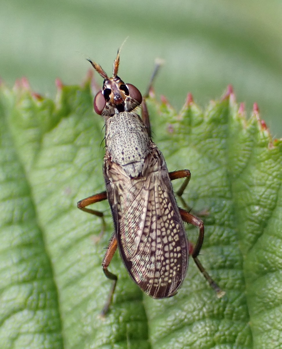 Coremacera marginata | NatureSpot