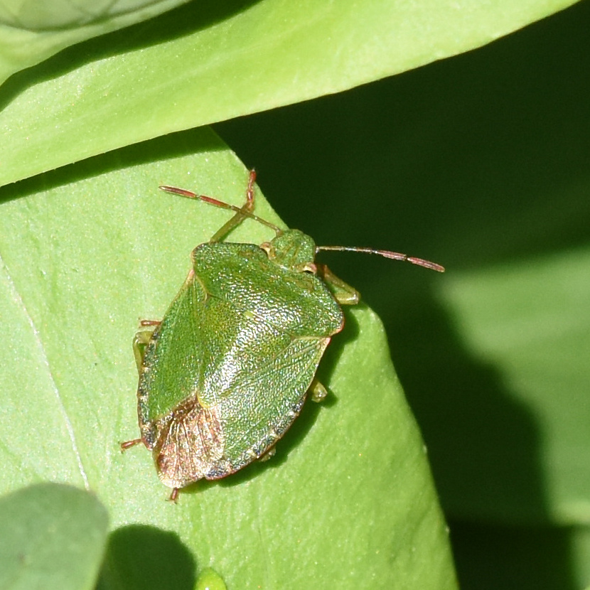 Green Shell Insect