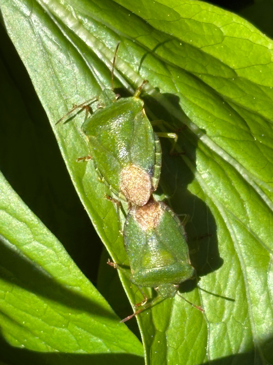 Green Shell Insect Green Shell Insect