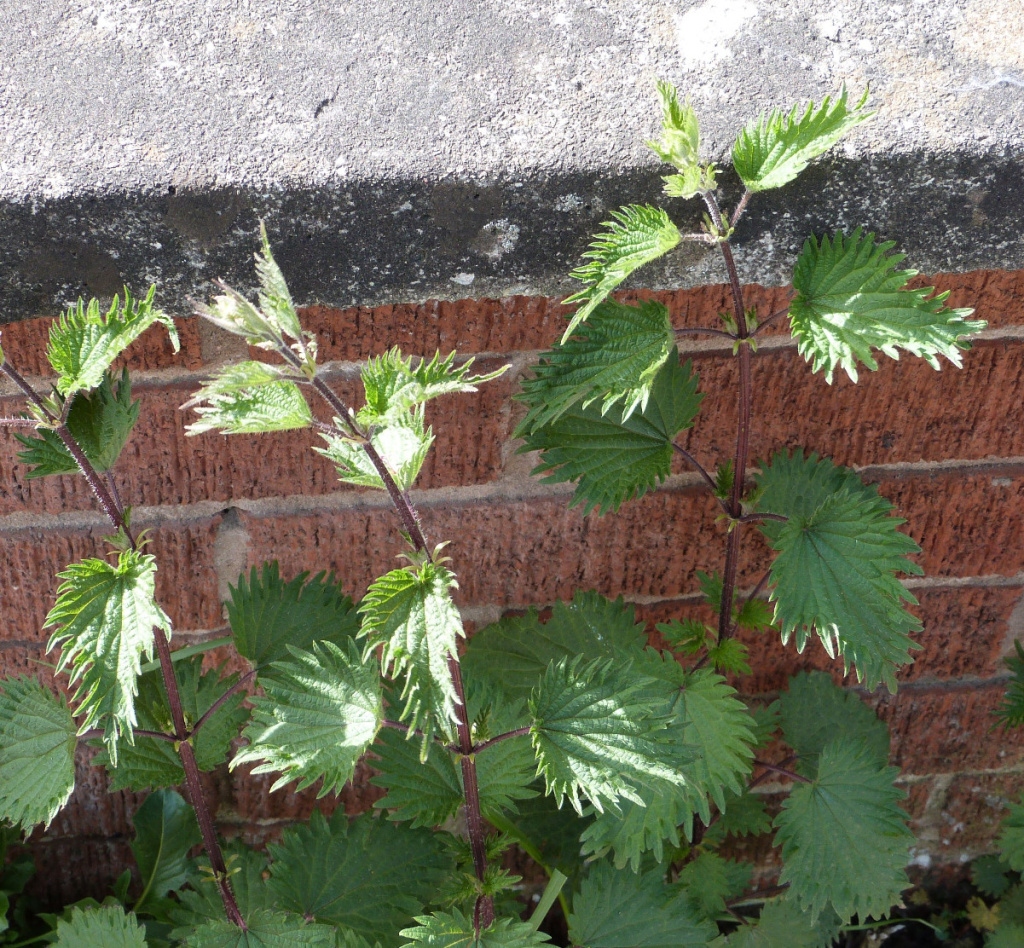 Common Nettle | NatureSpot