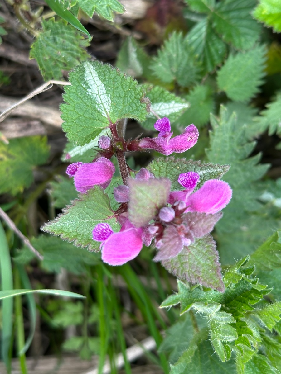 Spotted Dead-nettle | NatureSpot