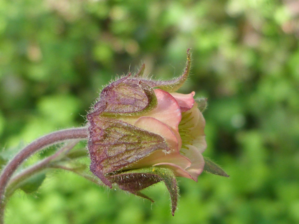 Water Avens | NatureSpot