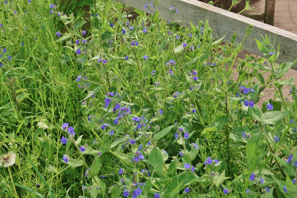 Green Alkanet | NatureSpot