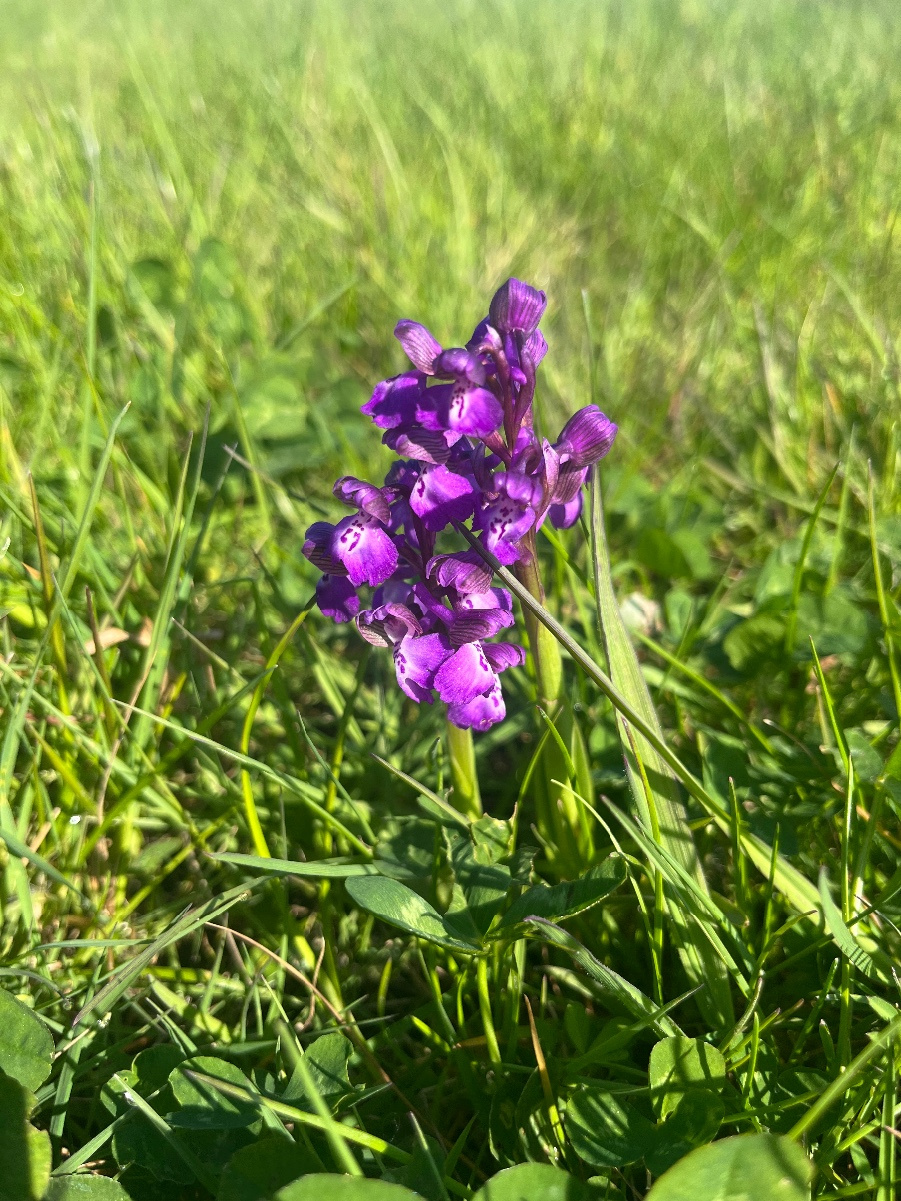 Green-winged Orchid | NatureSpot