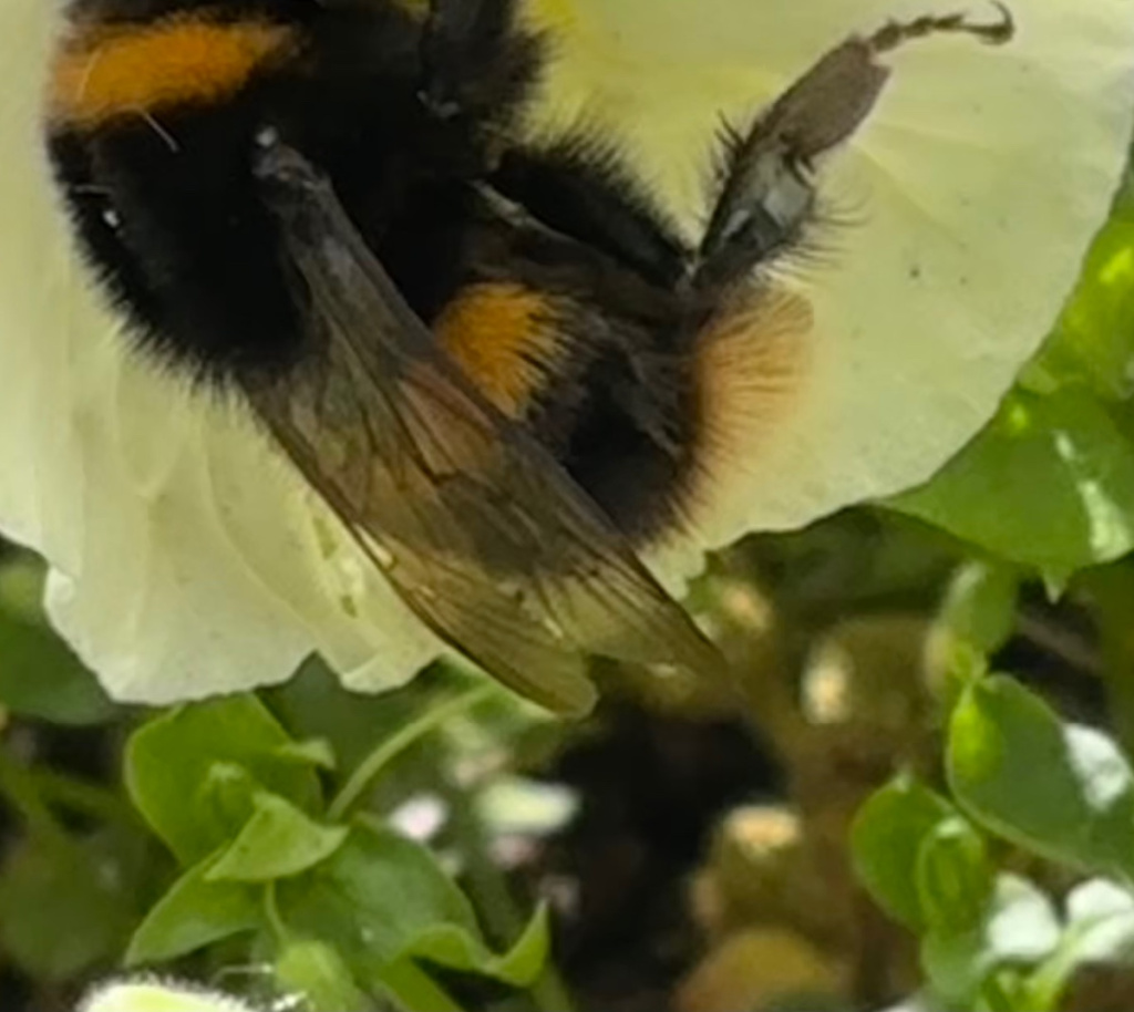 Bumblebee Insect In Tamil