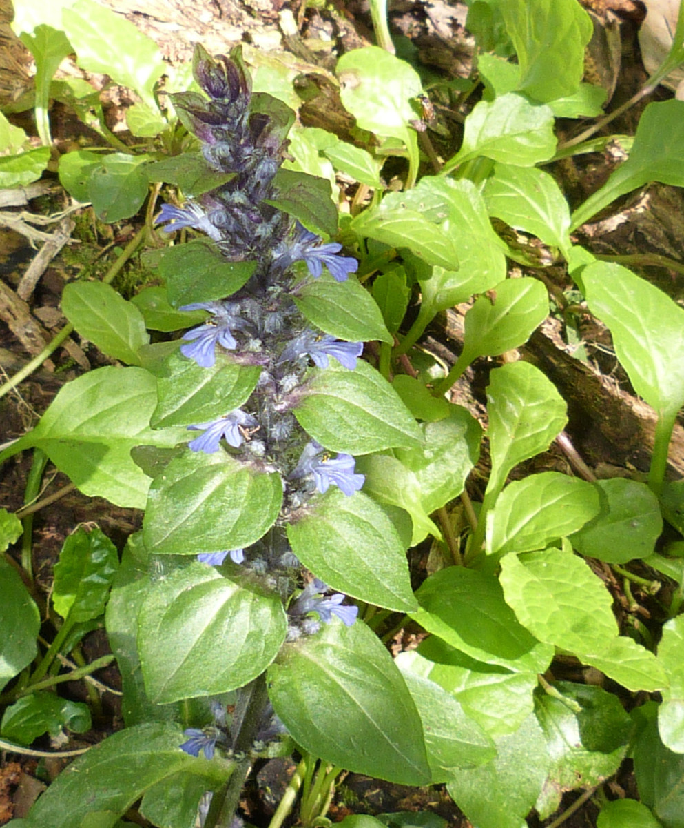 green amaranth plant Green Tails Amaranth, Packet (200 Seeds) main image 0