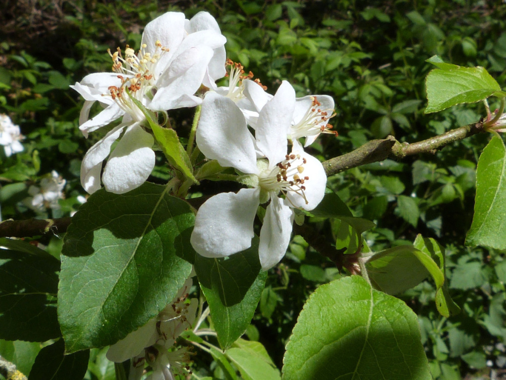 Orchard Apple | NatureSpot