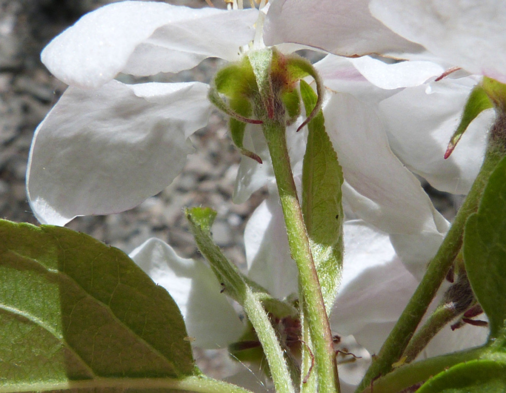 Orchard Apple | NatureSpot