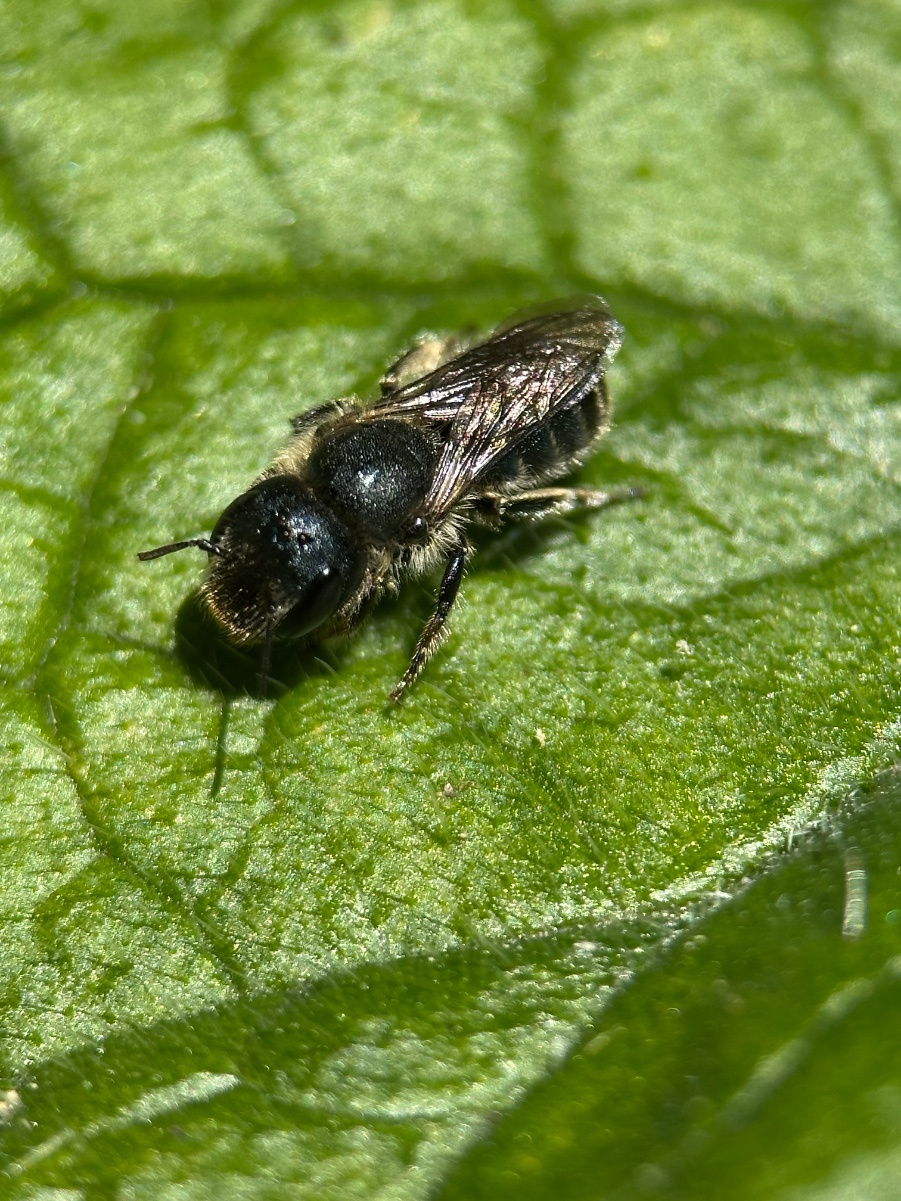 Blue Mason Bee | NatureSpot