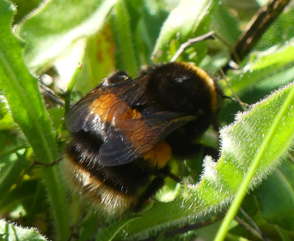 Bumblebee Insect In Tamil