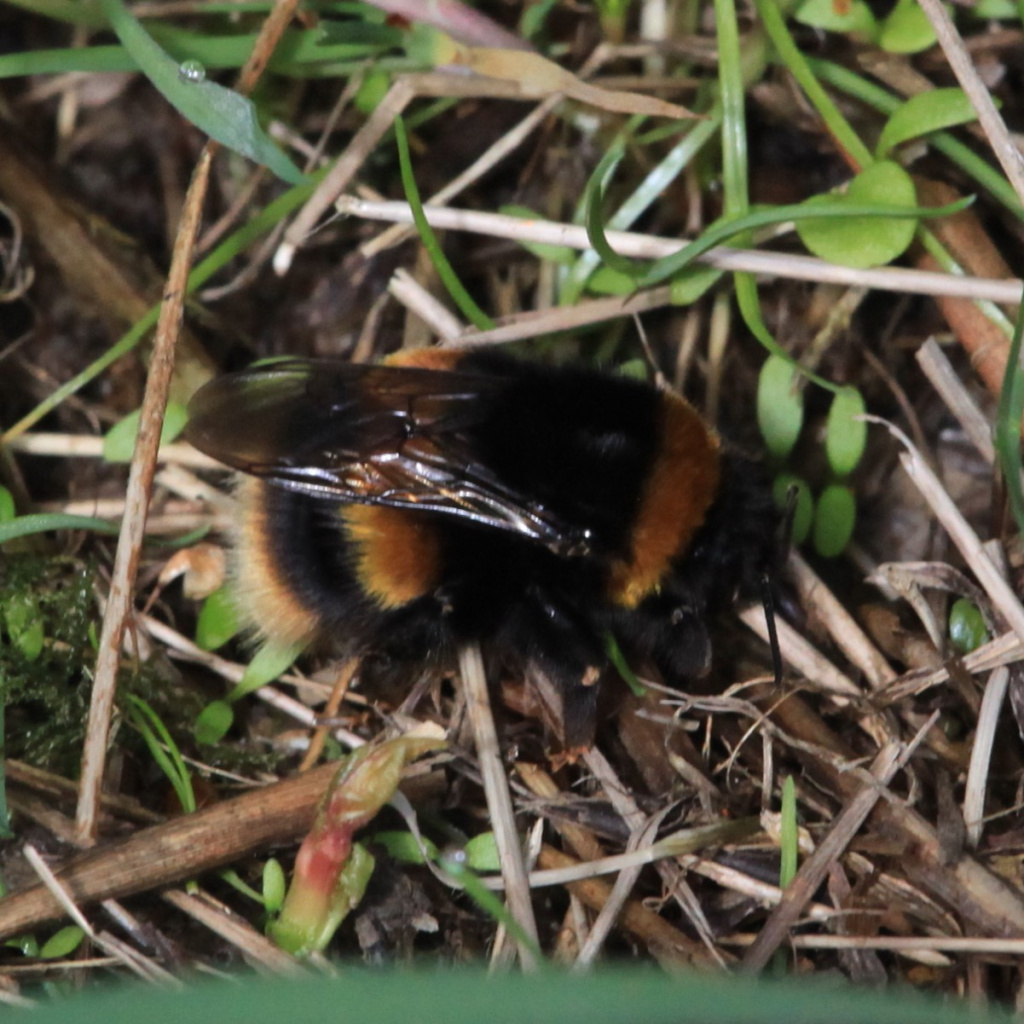 Bumblebee Insect In Tamil