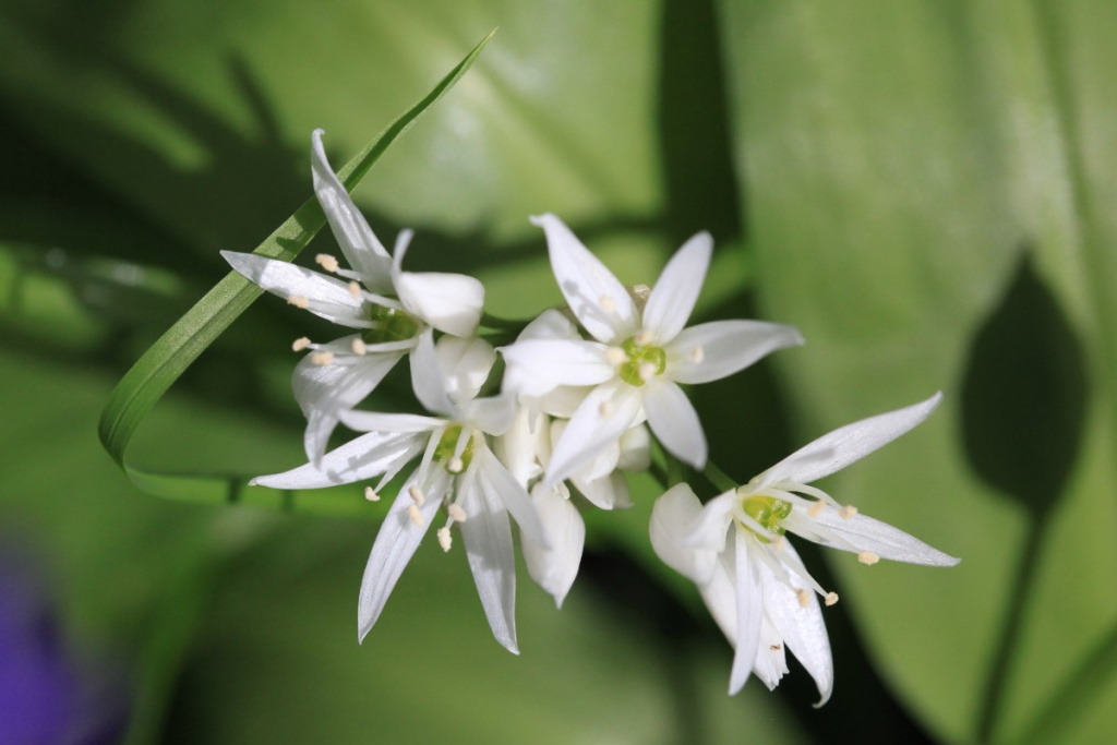 Ramsons | NatureSpot