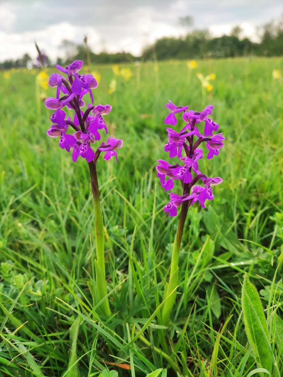 Green-winged Orchid | NatureSpot