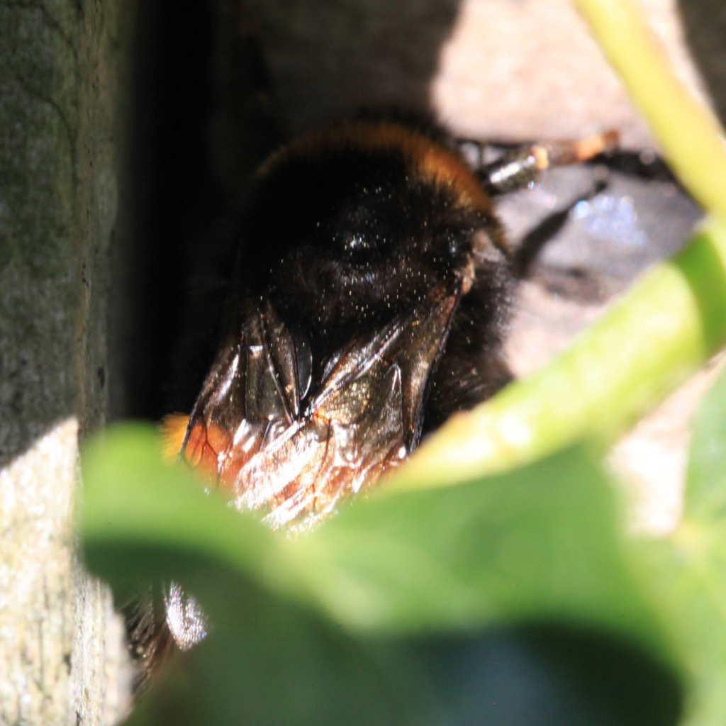 Bumblebee Insect In Tamil