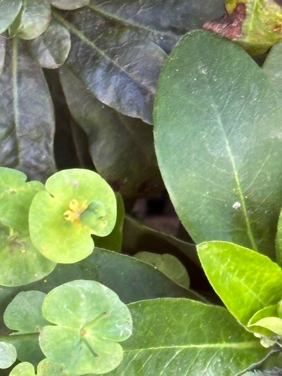Wood Spurge | NatureSpot