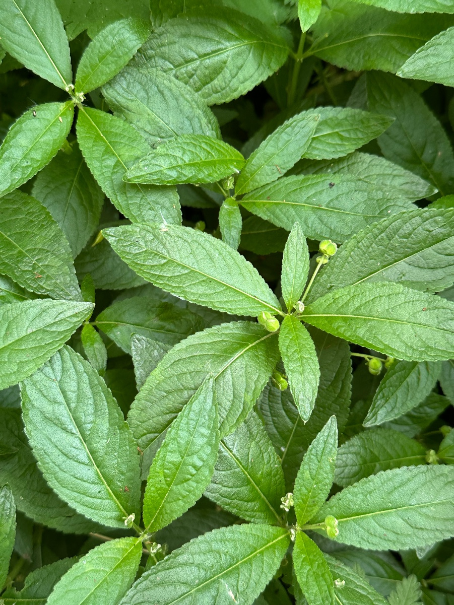 Dog's Mercury | NatureSpot