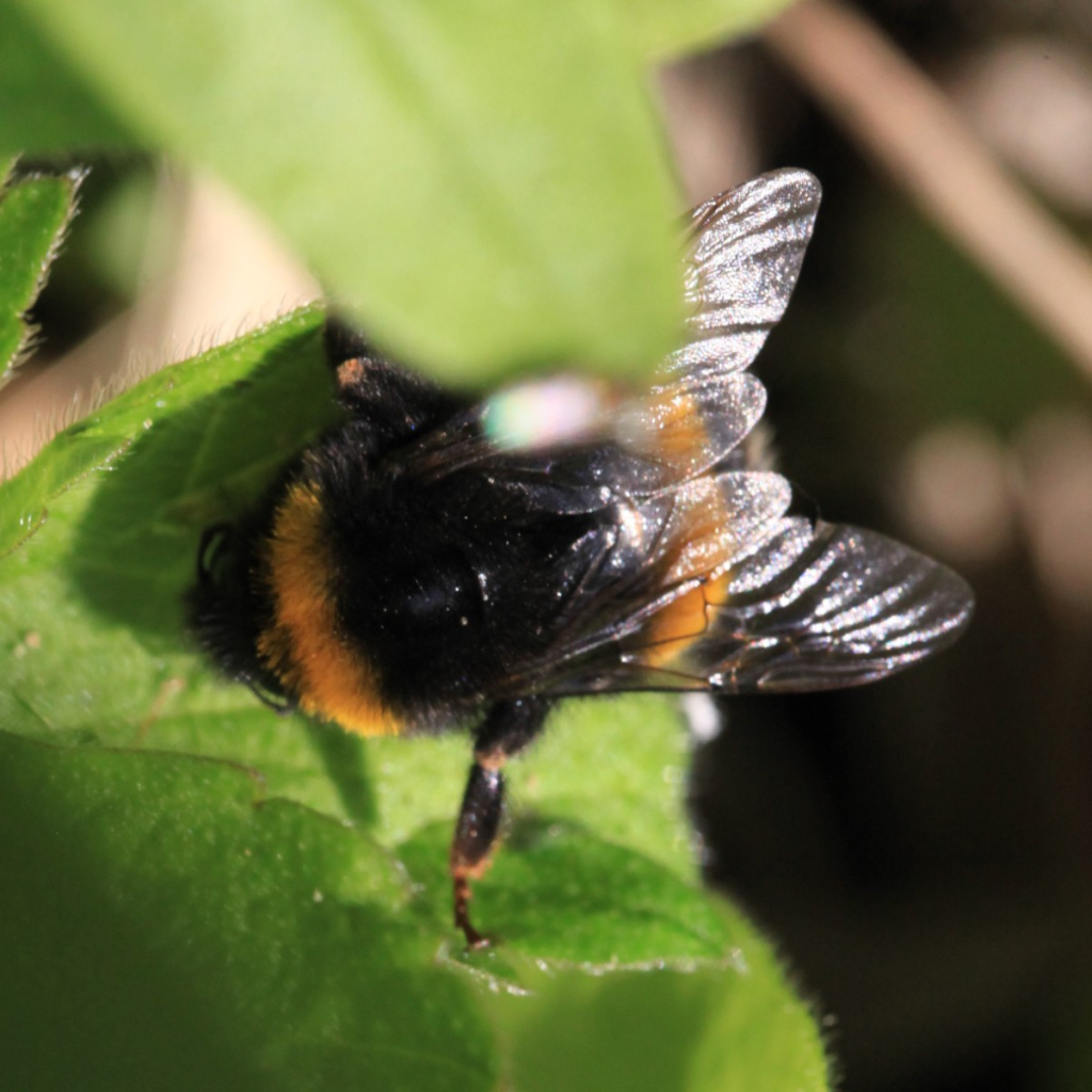 Bumblebee Insect In Tamil