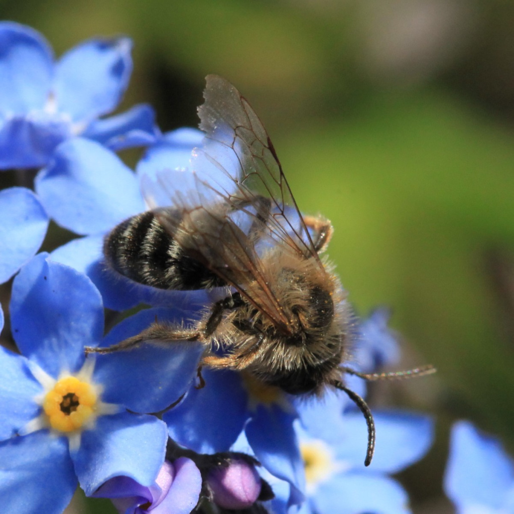 Yellow-legged Mining Bee | NatureSpot