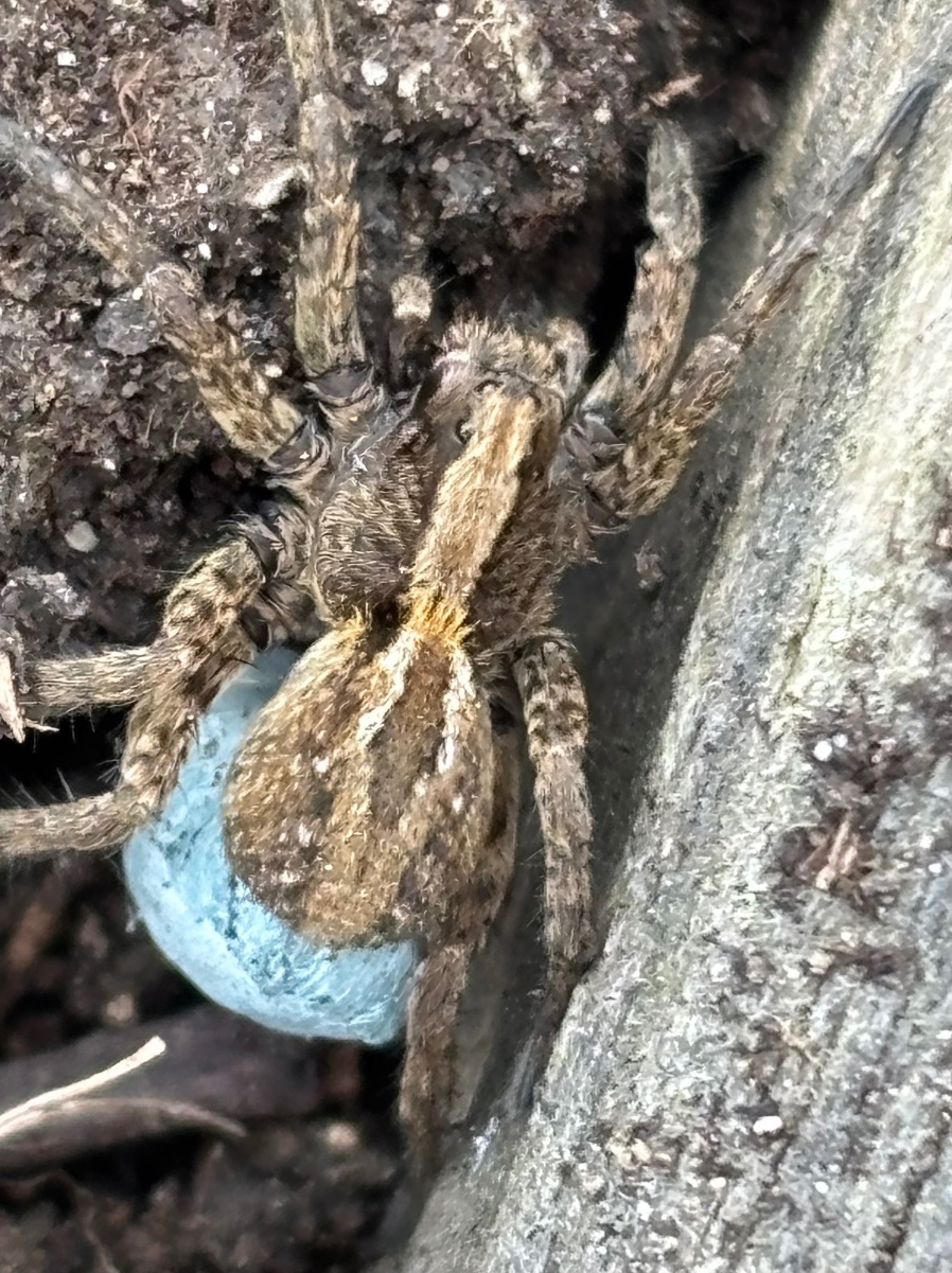 Common Fox-spider | NatureSpot