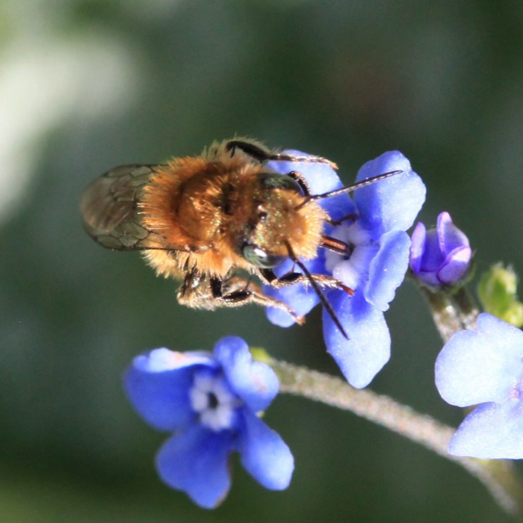 Blue Mason Bee | NatureSpot