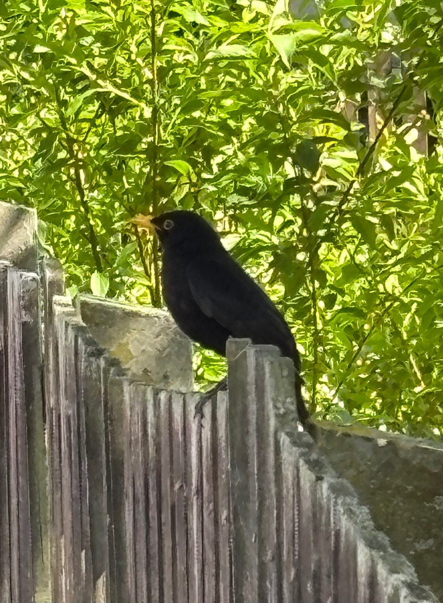 Blackbird | NatureSpot
