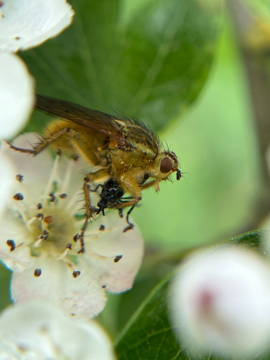 Yellow Dung Fly | NatureSpot