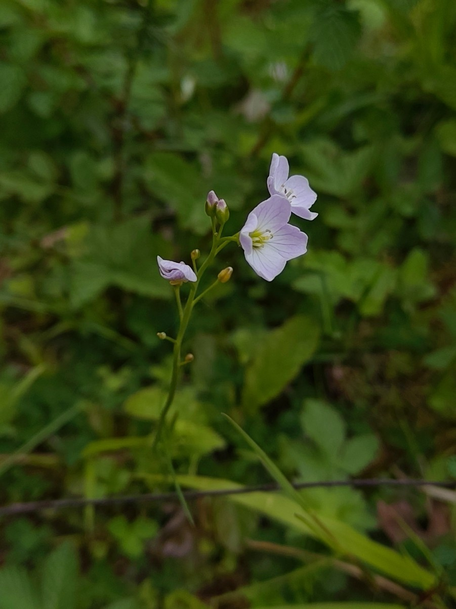 Cuckooflower | NatureSpot