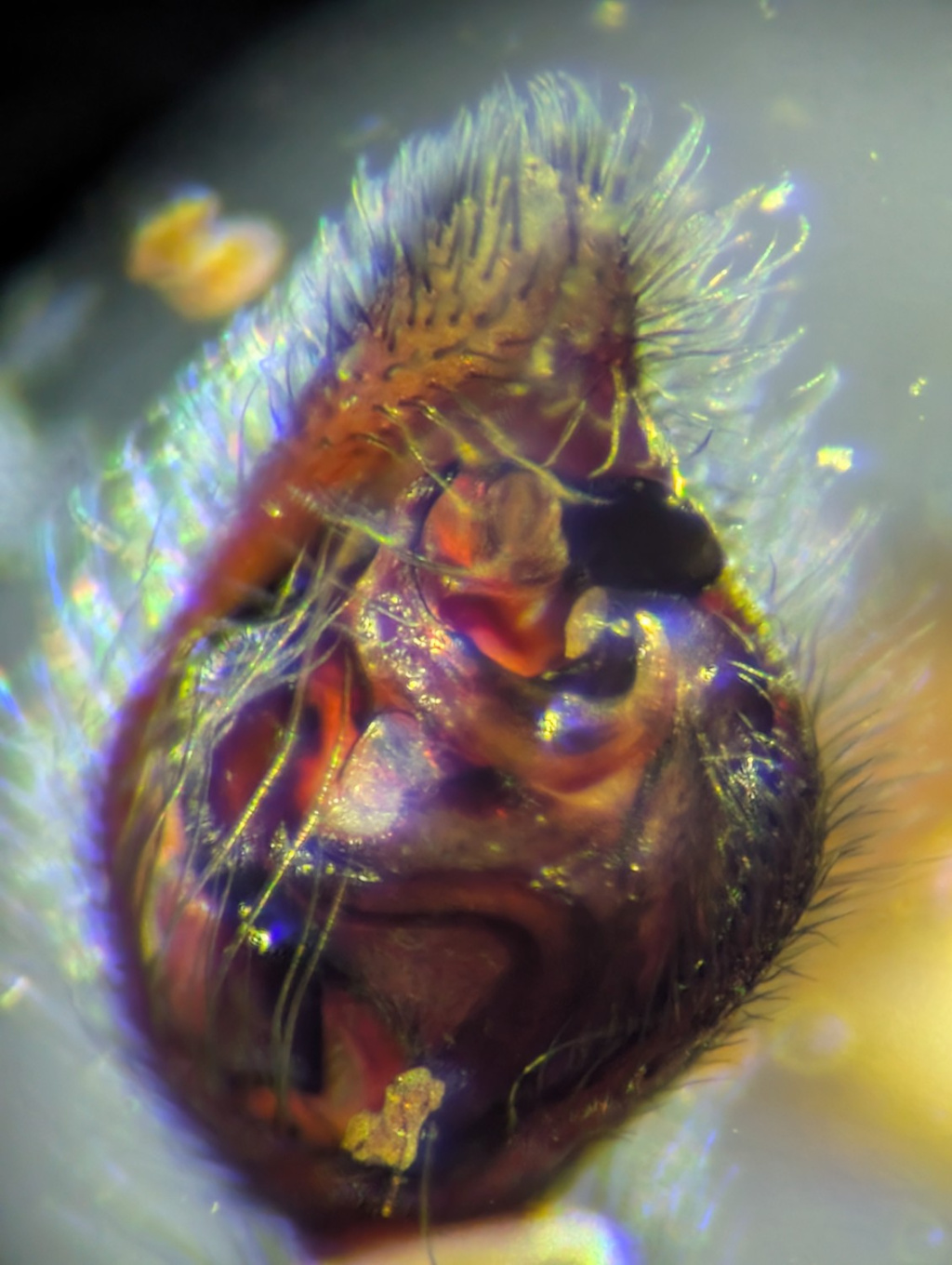 British Arachnological Society | Advancing Arachnology