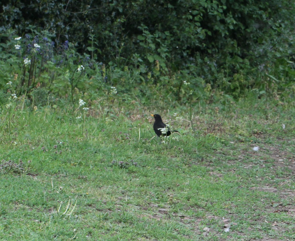 Blackbird | NatureSpot