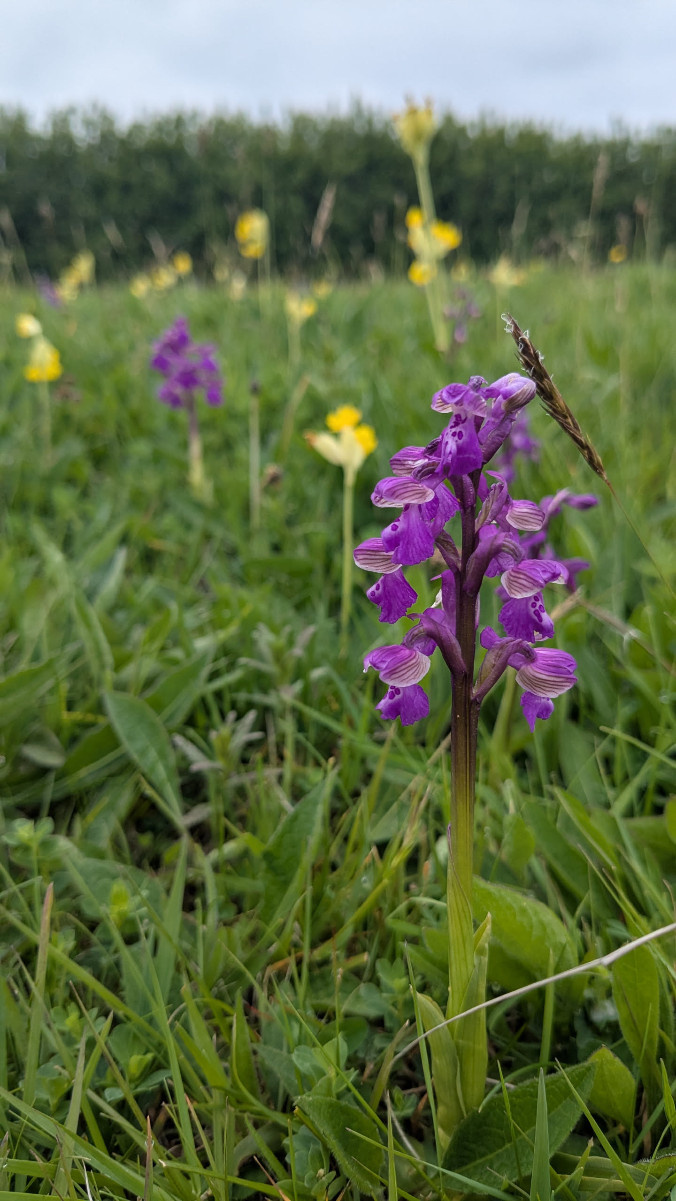 Green-winged Orchid | NatureSpot