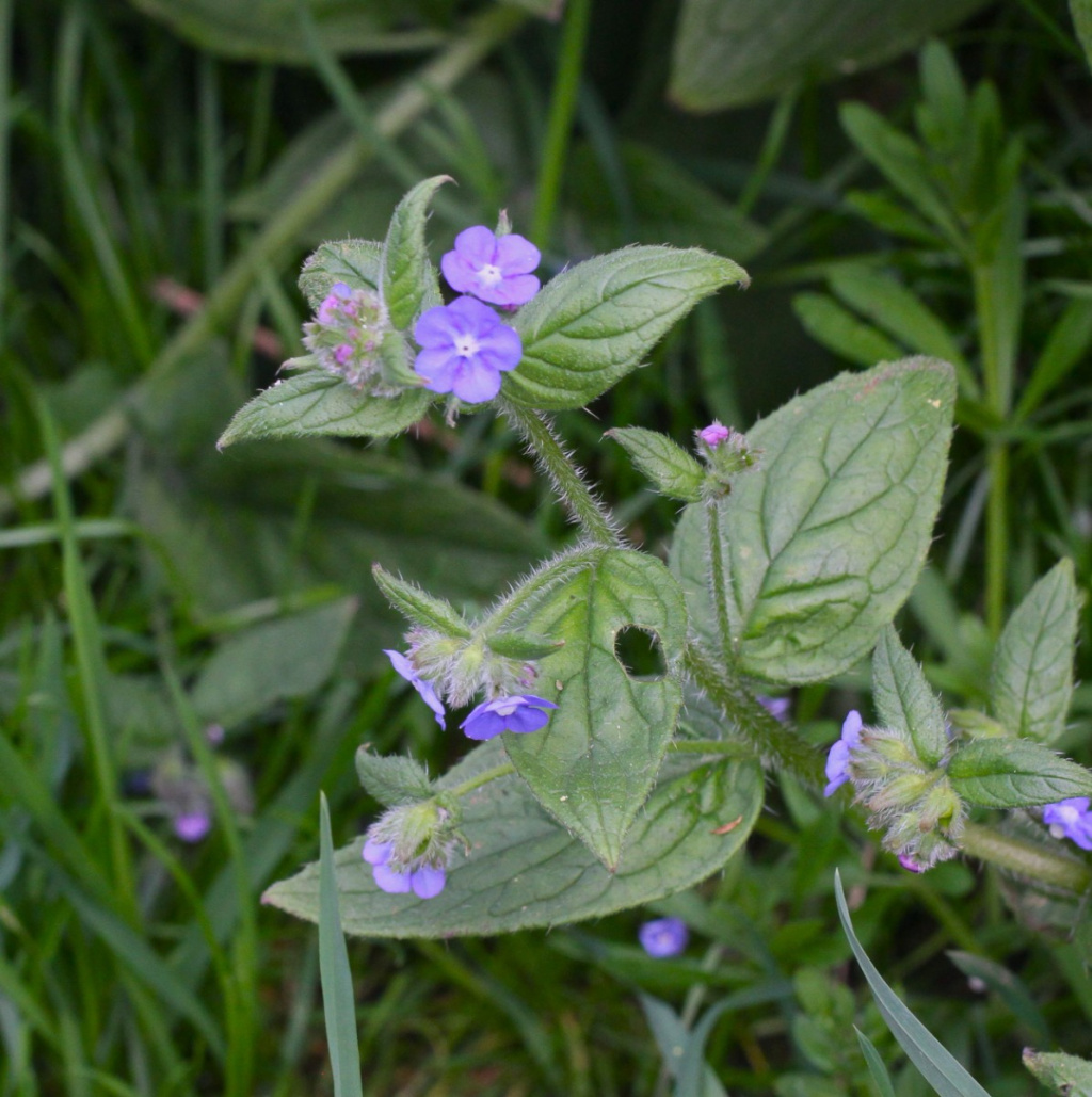 Green Alkanet | NatureSpot